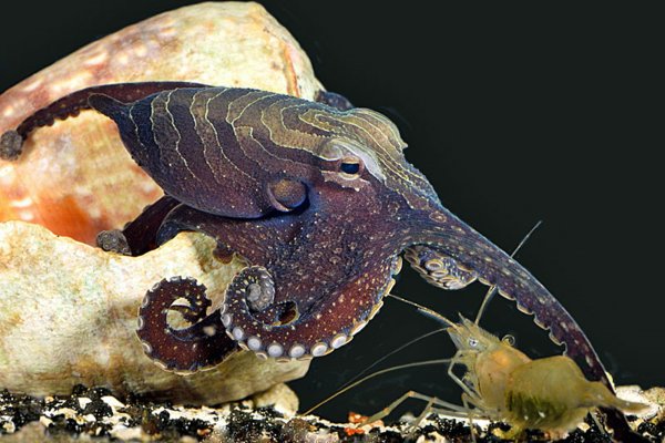 Kraken 12at
