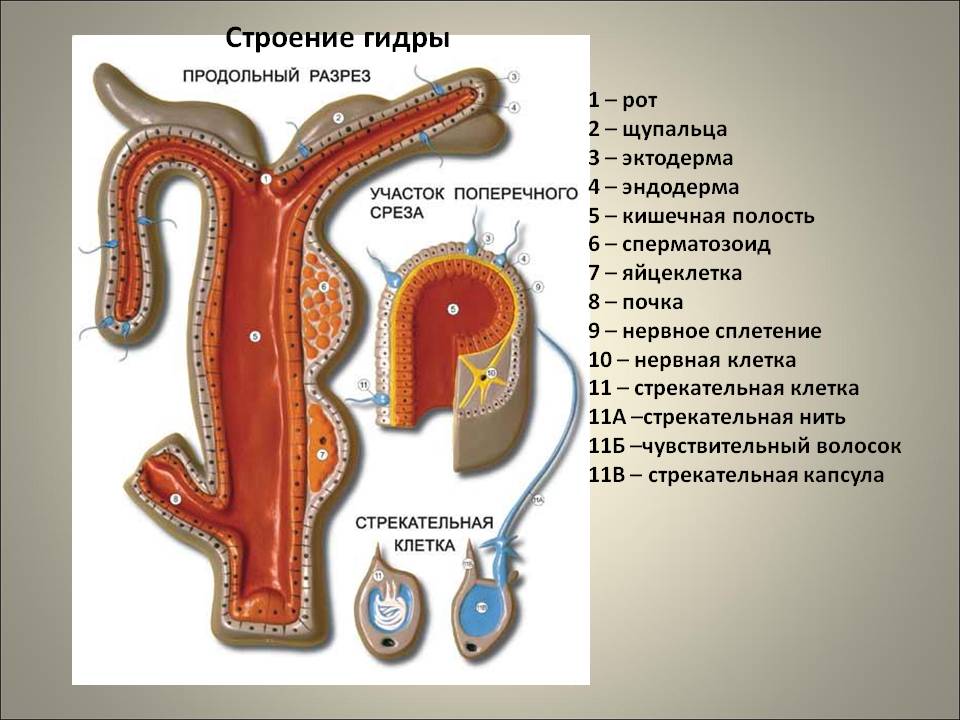 Зайти на кракен