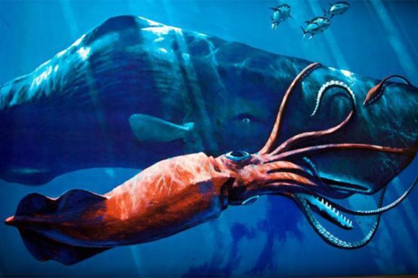 Kraken com зеркало